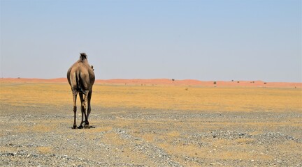 backside view of the camel walking in the desert.