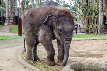 Critically endangered Sumatran elephant. Bali, Indonesia