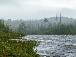 mountain Northern river with big waves forest on the background