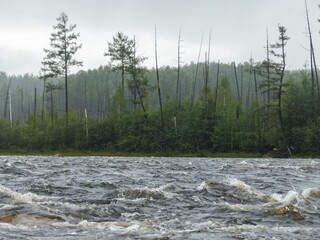 mountain Northern river with big waves forest on the background
