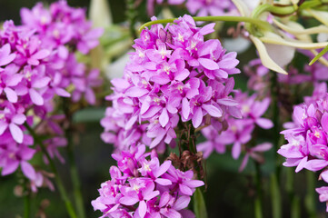The name of these flowers is Epidendrum.
