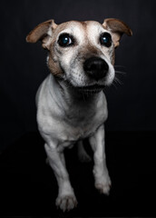 Portrait of a Jack Russel terrier