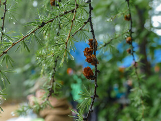 branch of larch with needles and pine cones