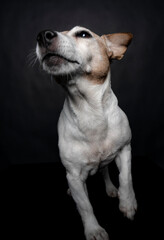 Portrait of a Jack Russel terrier