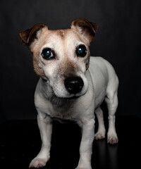 Portrait of a Jack Russel terrier