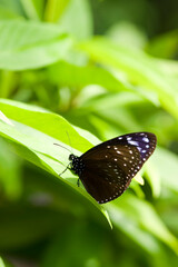 The name of the butterfly is striped blue crow.
Scientific name is Euploea mulciber.