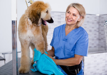 mature woman hairdresser wipes puppy of Afghan hound in hairdresser for dogs