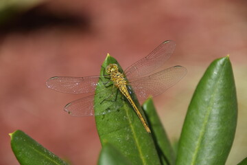 Libellule Jaune gros plan Sympetrum