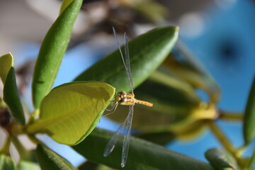 Libellule Jaune gros plan Sympetrum