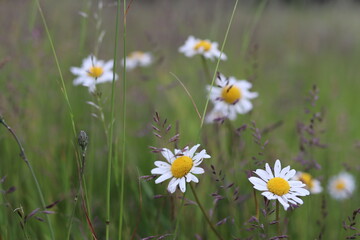 some daisy flowers in a meadow