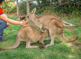 Feeding the kangaroos in the national wildlife park of Philip Island