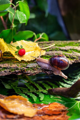 A large snail on the bark of a tree. Photo in the wild. Burgudian, grape or Roman edible snail from the Helicidae family.
