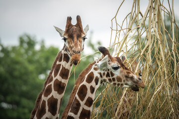 Giraffenportrait
