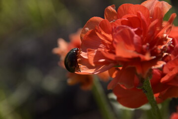 Insecte  sur fleur rouge 