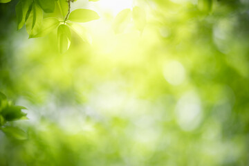 Fototapeta na wymiar Nature of green leaf in garden at summer. Natural green leaves plants using as spring background cover page greenery environment ecology wallpaper