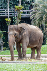 Fototapeta premium Critically endangered Sumatran elephant. Bali, Indonesia
