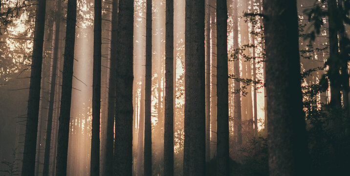Morgenstimmung im Wald © Marius