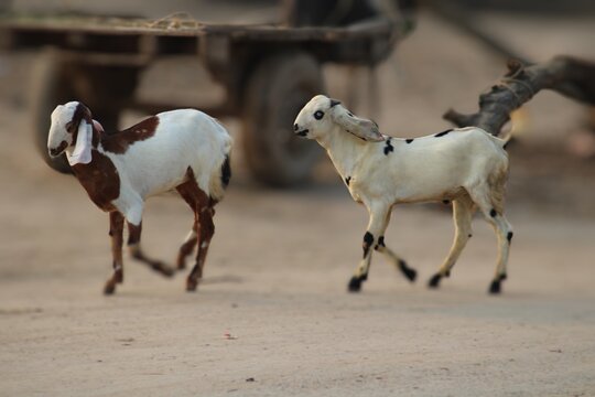 goats animal running in animal farm