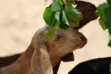 goats a dairy animal in the animal farm