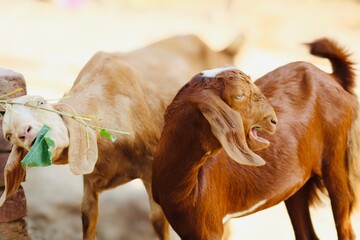 goats lovely animal in animal farm