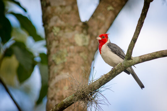 Nome Popular
Cardeal

Nome Científico
Paroaria coronata

Nome em Inglês
Red-crested Cardinal