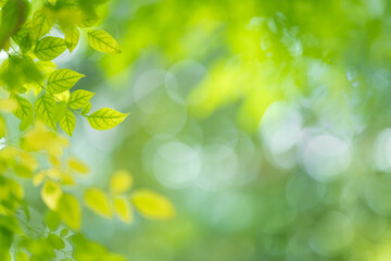 Fototapeta na wymiar Nature of green leaf in garden at summer. Natural green leaves plants using as spring background cover page greenery environment ecology wallpaper