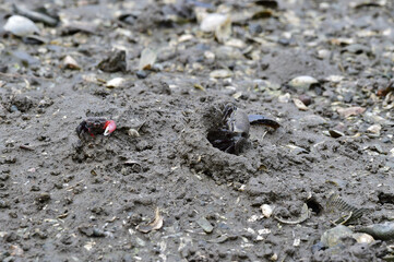 Mudcrab and mudskipper in mudflat of  Korea's west coast.