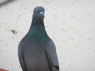 pigeon on the wall