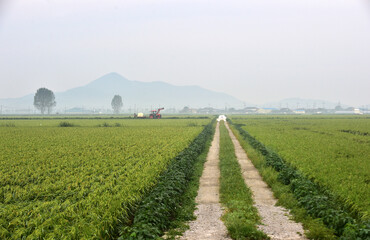 Morning landscape of the Gimje Plains in South Korea