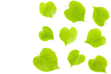 Linden leaves isolated on a white background