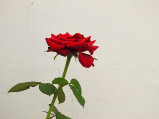 red rose flower