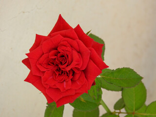 red rose with water drops