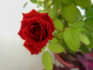 red rose on a green background