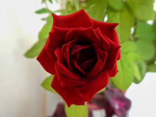 single red rose