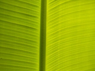 Green color on Banana leaves
