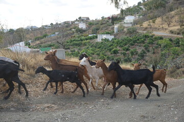 Various Spain