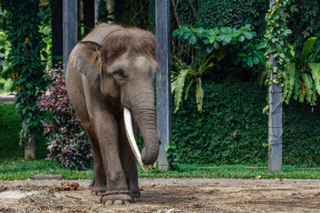 Critically endangered Sumatran elephant. Bali, Indonesia