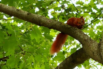 red squirrel on a tree