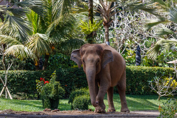 Critically endangered Sumatran elephant. Bali, Indonesia