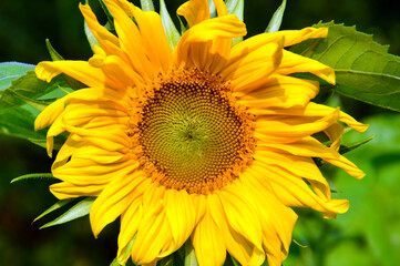 Bright sunflower. Close-up. On a green background. Summer mood.