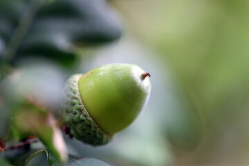 Acorn