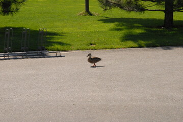 duck on the road