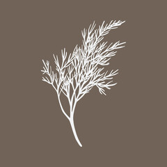 Fresh fennel branch isolated on beige background. Dill bunch. Vector illustration