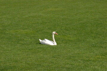 white swan on grass