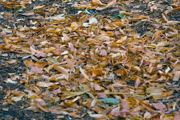 autumn leaves on the ground