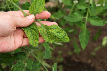The agronomist holds in his hand a leaf of a tomato plant that has fallen ill with Phytophthora Infestans. Tomatoes got sick with late blight. Farming concept, farming farming on a farm.
