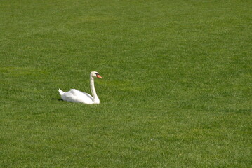white swan on grass