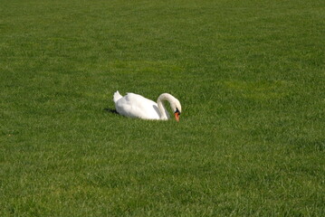 white stork in the grass