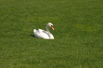 white swan on green grass
