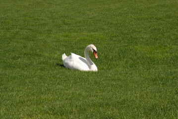 white swan in the grass